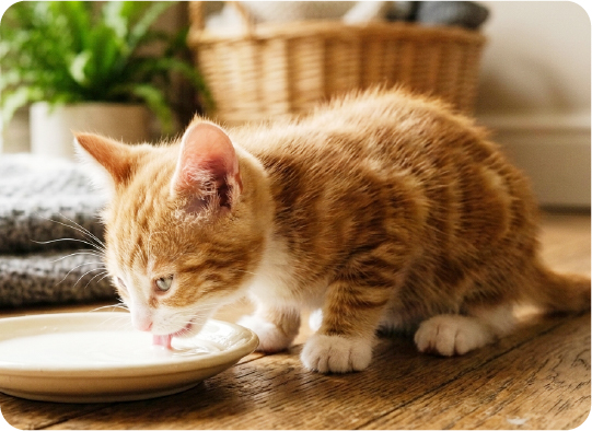 子猫がミルクを飲んでいる様子