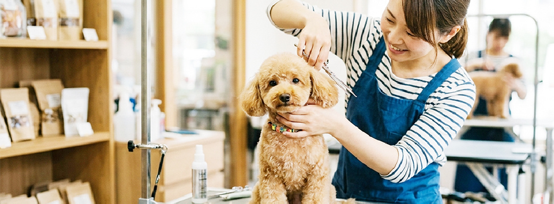 犬がトリミングされてる様子