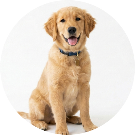 犬