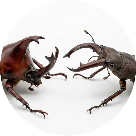 カブトムシとクワガタムシ