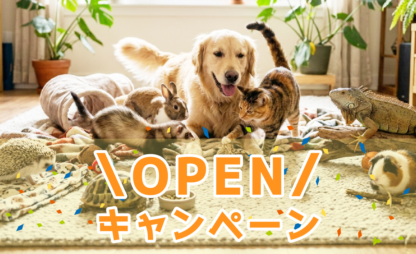 OPENキャンペーン